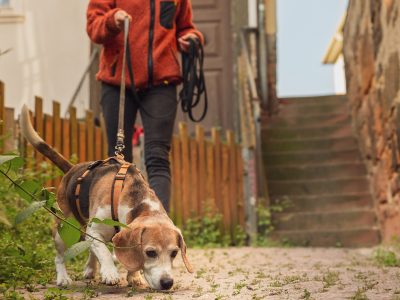 Mantrail mit Sophie